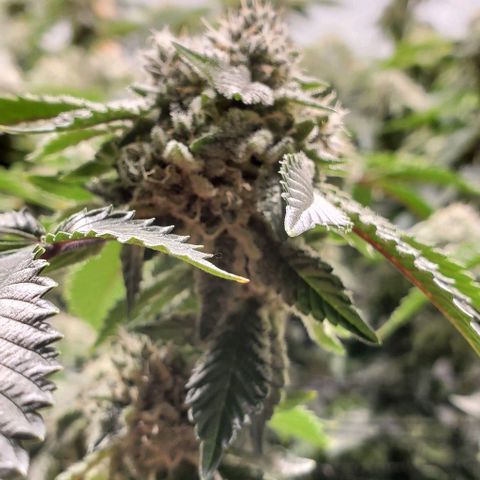 Glookies growlog timeline photo