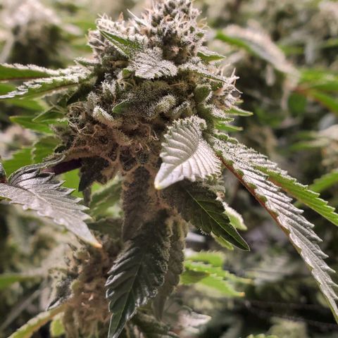 Glookies growlog timeline photo