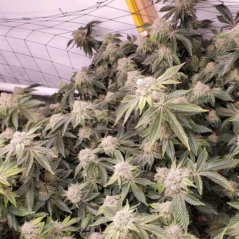 Glookies growlog timeline photo