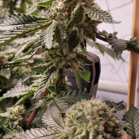 Glookies growlog timeline photo