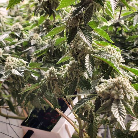 Glookies growlog timeline photo