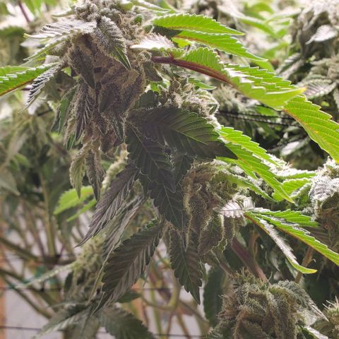 Glookies growlog timeline photo