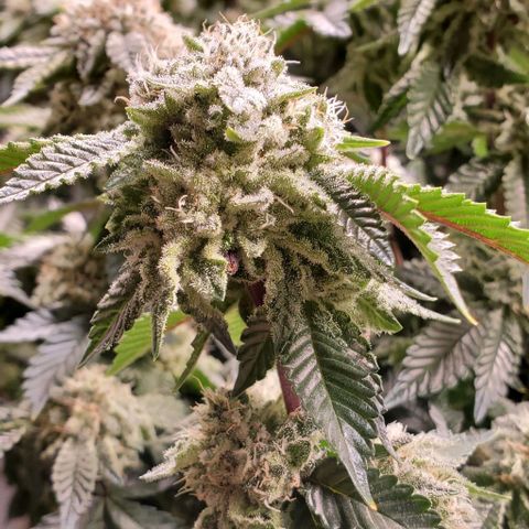 Glookies growlog timeline photo