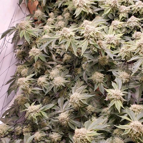 Glookies growlog timeline photo