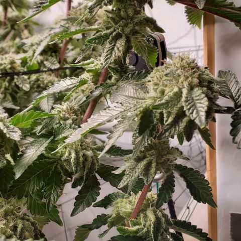 Glookies growlog timeline photo