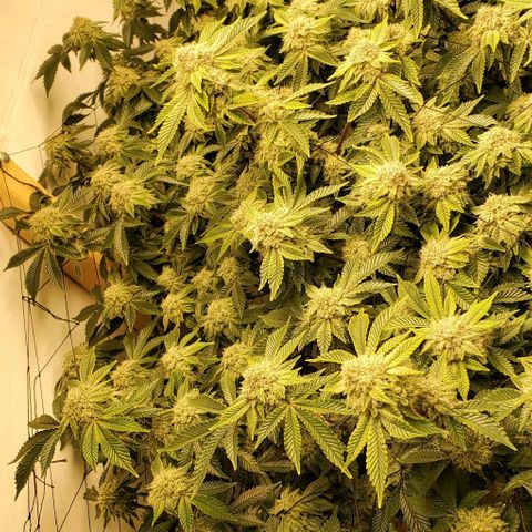 Glookies growlog timeline photo