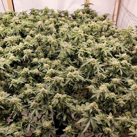 Glookies growlog timeline photo