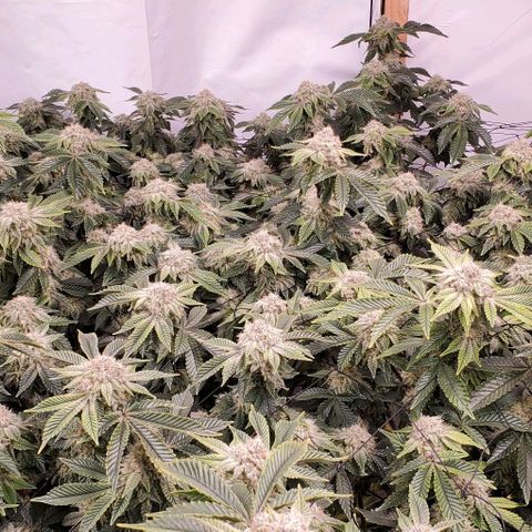 Glookies growlog timeline photo