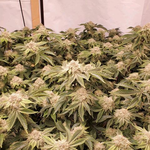 Glookies growlog timeline photo