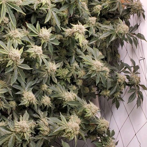 Glookies growlog timeline photo