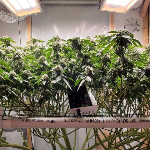 Glookies growlog timeline photo