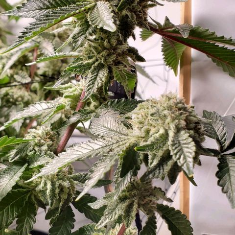 Glookies growlog timeline photo