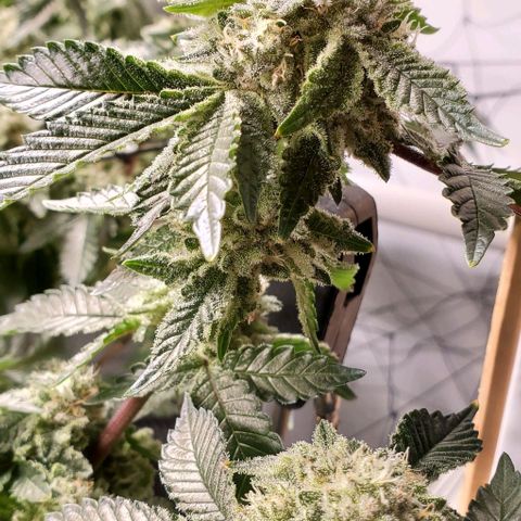 Glookies growlog timeline photo