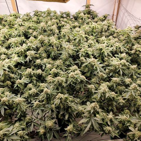 Glookies growlog timeline photo