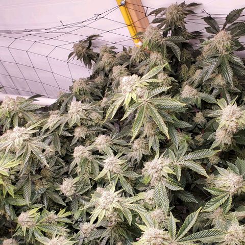 Glookies growlog timeline photo