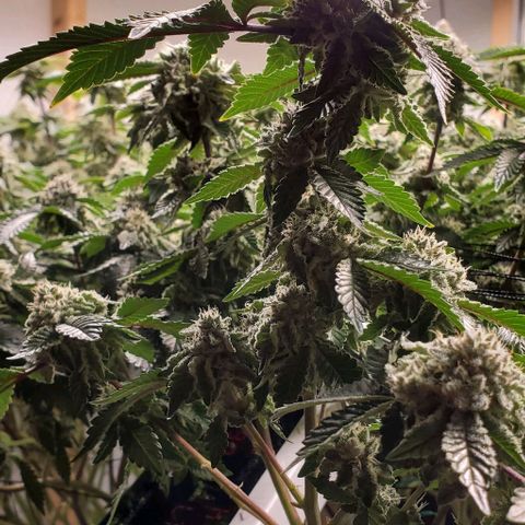 Glookies growlog timeline photo