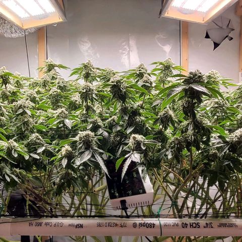 Glookies growlog timeline photo