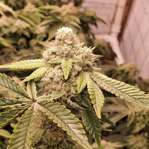 Glookies growlog timeline photo