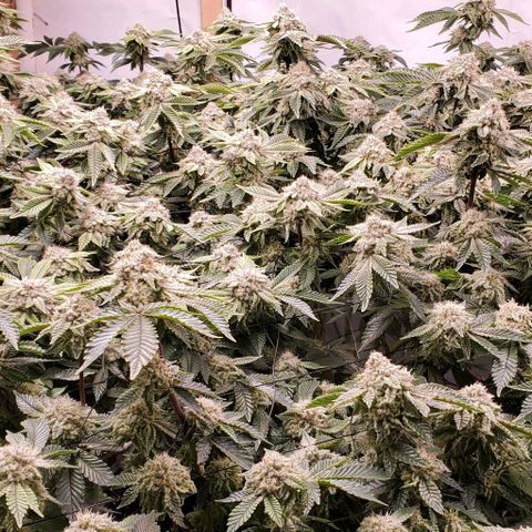 Glookies growlog timeline photo