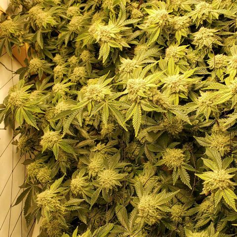 Glookies growlog timeline photo