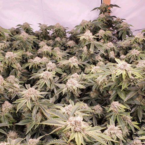 Glookies growlog timeline photo