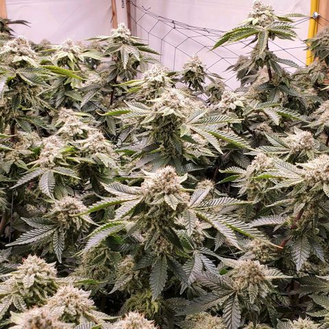 Glookies growlog timeline photo