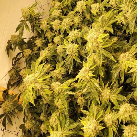 Glookies growlog timeline photo