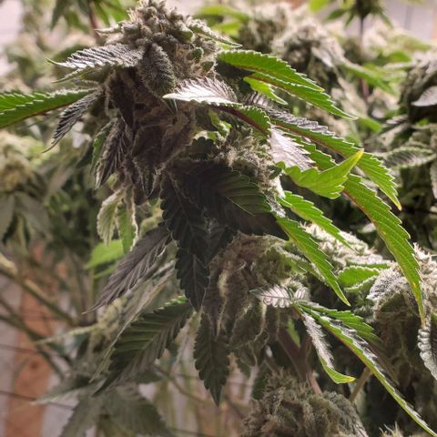 Glookies growlog timeline photo