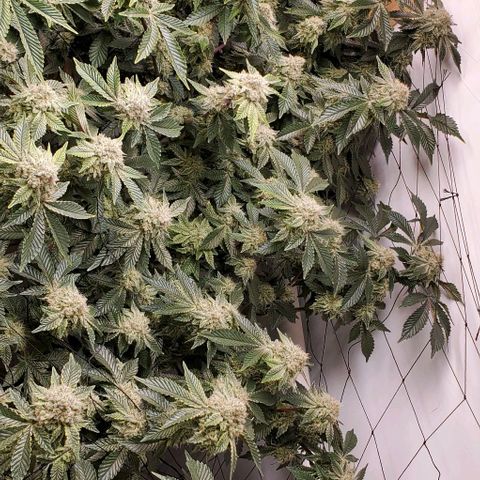 Glookies growlog timeline photo