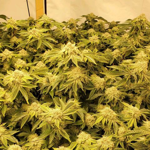 Glookies growlog timeline photo