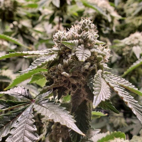 Glookies growlog timeline photo