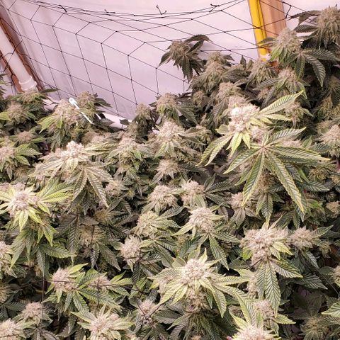 Glookies growlog timeline photo