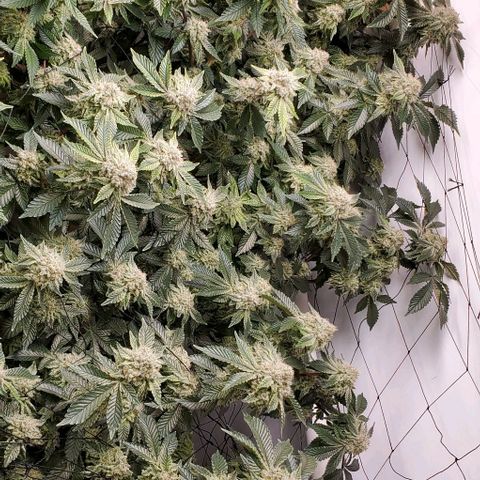 Glookies growlog timeline photo