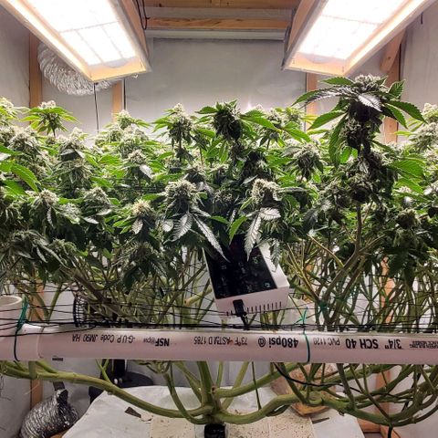 Glookies growlog timeline photo
