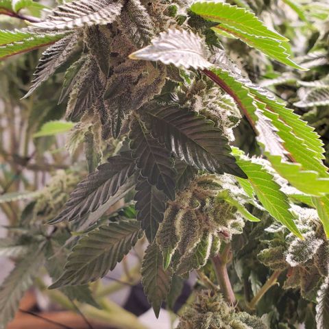 Glookies growlog timeline photo