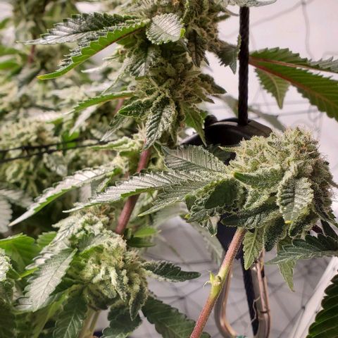 Glookies growlog timeline photo
