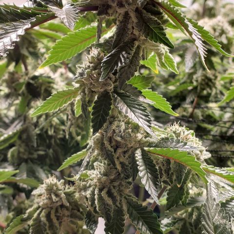Glookies growlog timeline photo