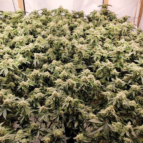 Glookies growlog timeline photo