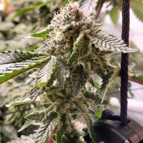Glookies growlog timeline photo