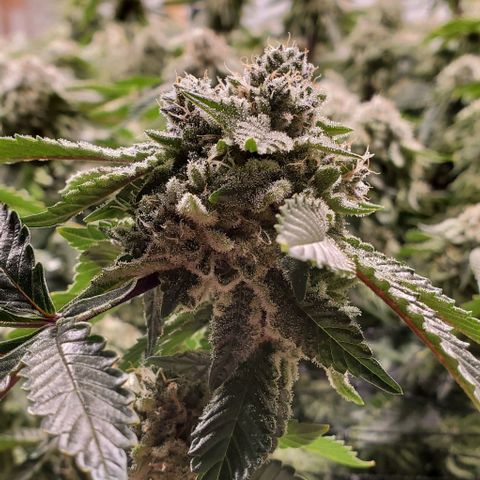 Glookies growlog timeline photo