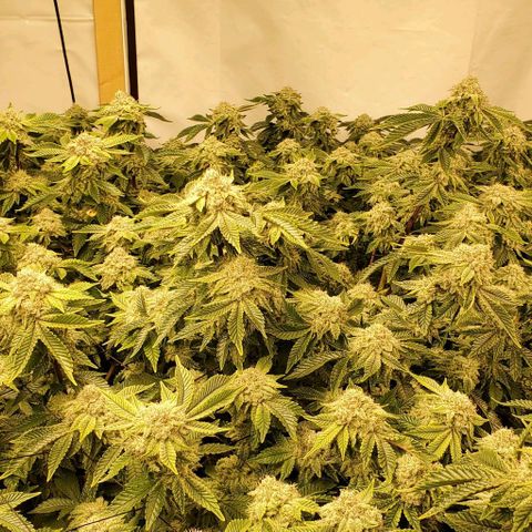 Glookies growlog timeline photo