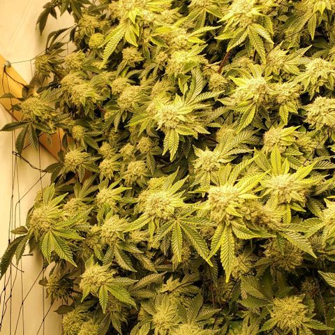 Glookies growlog timeline photo