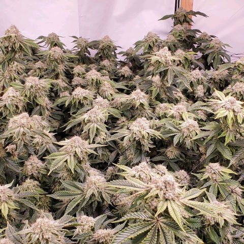 Glookies growlog timeline photo