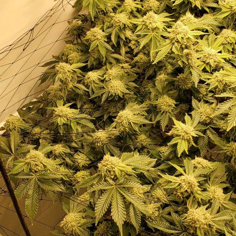 Glookies growlog timeline photo