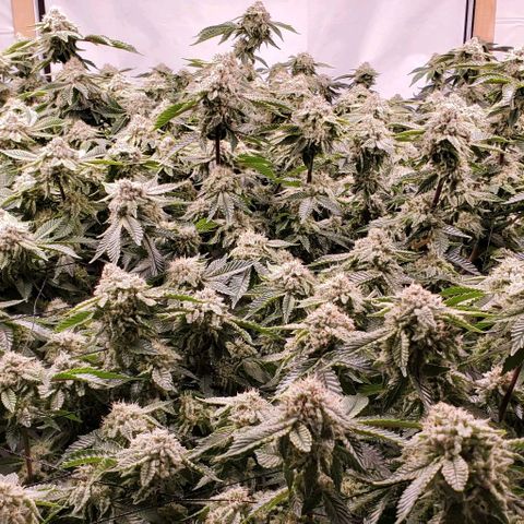 Glookies growlog timeline photo