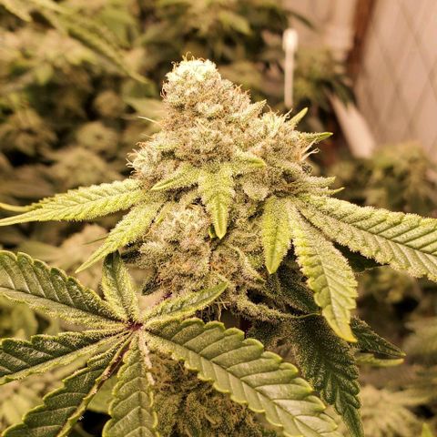 Glookies growlog timeline photo