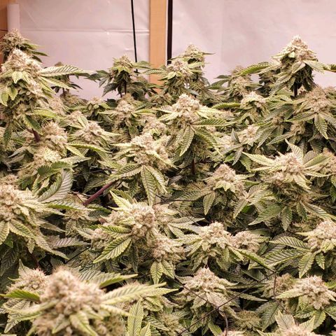 Glookies growlog timeline photo