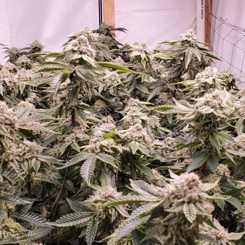 Glookies growlog timeline photo