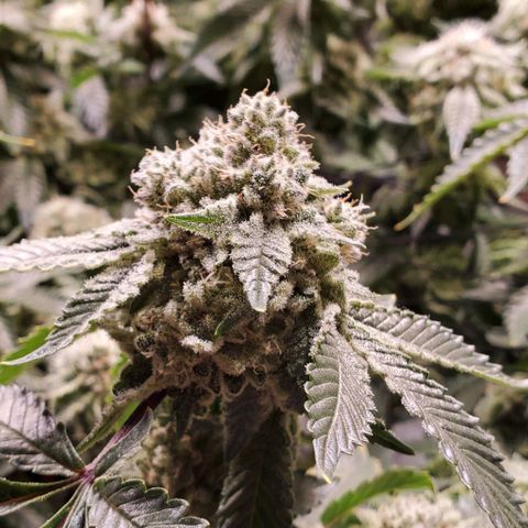 Glookies growlog timeline photo