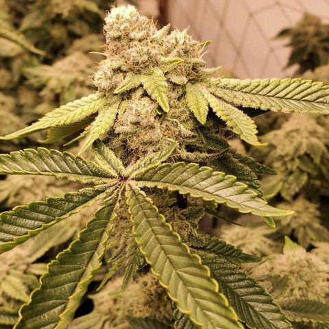 Glookies growlog timeline photo